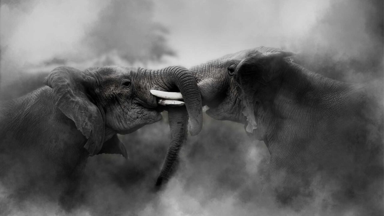 https://heritagewealth.co.za/wp-content/uploads/2020/12/When-Elephants-Fight-1280x720.jpg